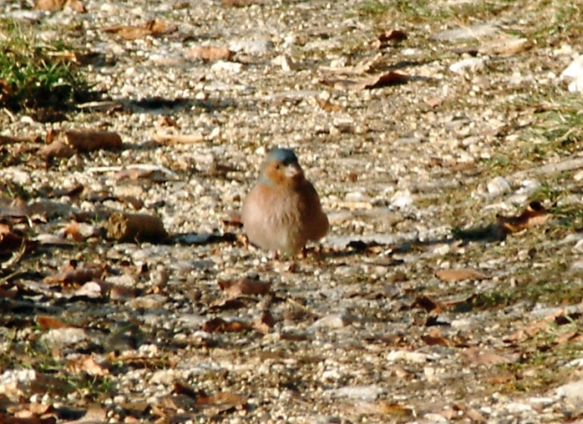 uccello variopinto - Fringuello